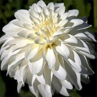 Dahlia Lady Liberty