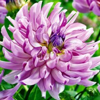 Dahlia Leila Savanna Rose