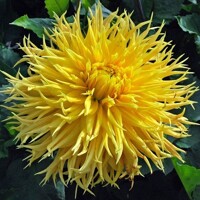 Dahlia Encore