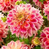 Dahlia Temple Of Beauty