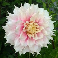 Dahlia Gitts Perfection