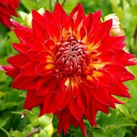 Dahlia Manhattan Island