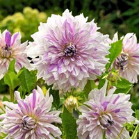 Dahlia Moms Special