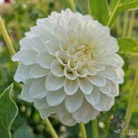 Dahlia Petras Wedding