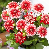 Dahlia Larrys Love