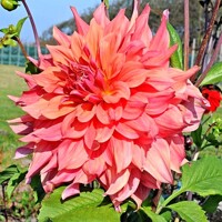 Dahlia Ace Summer Sunset