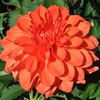 Dahlia Neon Splendour