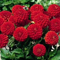 Dahlia Melody Bolero