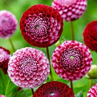 Dahlia Chick A Dee US