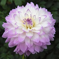 Dahlia Mikayla Miranda