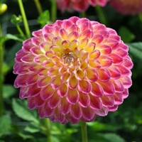 Dahlia Jowey Arenda