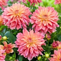 Dahlia Garden Desire