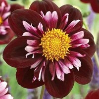 Dahlia Joyful Investment