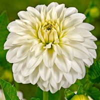 Dahlia Snow Cap