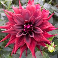 Dahlia Brigitta Alida