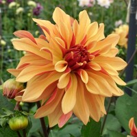 Dahlia French Cancan