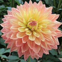 Dahlia Wandas Aurora