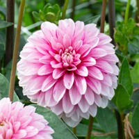 Dahlia Strawberry Cream