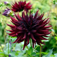 Dahlia Black Narcissus
