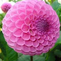 Dahlia Westerton Folly