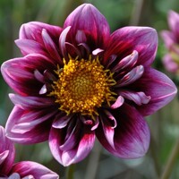 Dahlia Liquid Desire