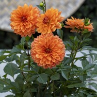 Dahlia Go Go Orange