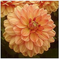 Dahlia Go Go Peach