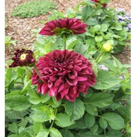 Dahlia Go Go Purple