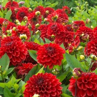 Dahlia Go Go Red
