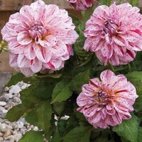 Dahlia Go Go Spreckled