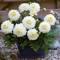 Dahlia Go Go White