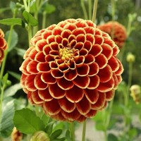 Dahlia Jowey Hubert