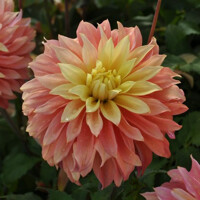 Dahlia Blushing Lady