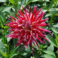 Dahlia China Town Song