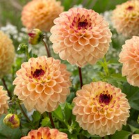 Dahlia Jill Yellow