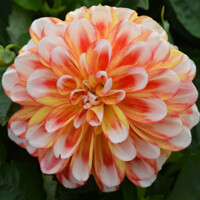 Dahlia Hapet Harmony