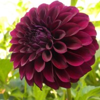 Dahlia Destinys Darkness