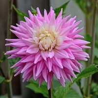 Dahlia Hillcrest Candy