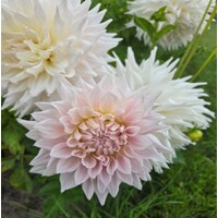 Dahlia Kas Cloud