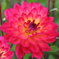 Dahlia Kilmurn Glow