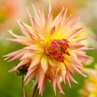 Dahlia Penhill Autumn Shades