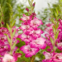 Gladioly Cantate - 5 ks v balení