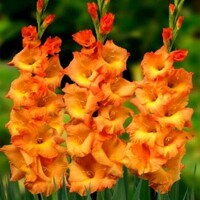 Gladioly Live Oak - 5 ks v balení