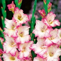 Gladioly Priscilla - 5 ks v balení