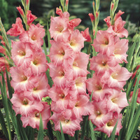 Gladioly Rose Supreme - 5 ks v balení