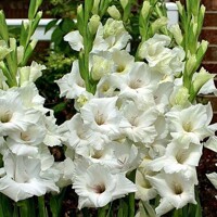 Gladioly White Prosperity - 5 ks v balení