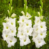 Gladioly Sofie - 5 ks v balení