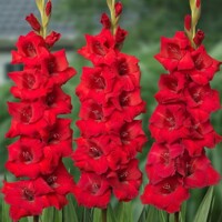 Gladioly Roma - 5 ks v balení