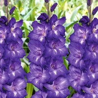 Gladioly Performer - 5 ks v balení