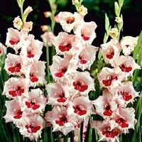 Gladioly Wine and Rose - 5 ks v balení